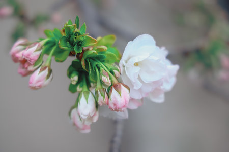 cherry blossoms on a tree branch, showcasing their delicate