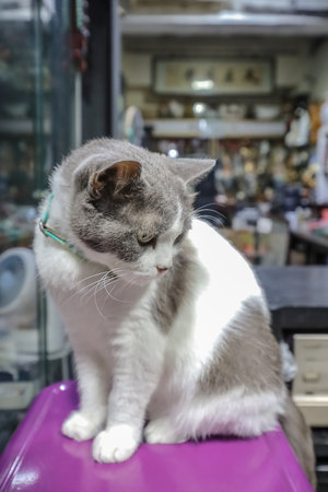 with a distinctive fur pattern sits indoors on a purple surface,の写真素材