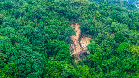 A stunning aerial view of a vibrant green forest showcasing