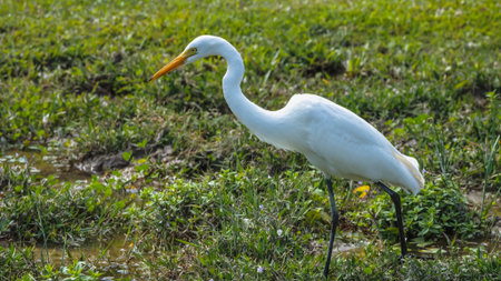 White egrets foraging peacefully in Pui O wetlandsの写真素材