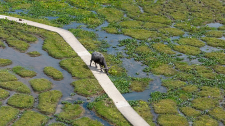 Wild water buffalo roaming freely in Pui Oの写真素材