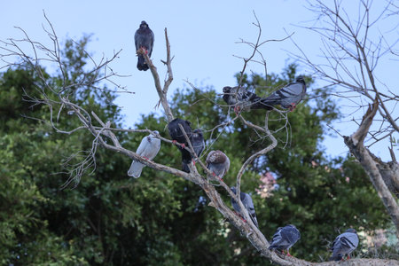 Pigeons perched on leafless tree branches set against Sept 14 2025のeditorial素材