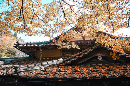 leaves drift across weathered roof tiles in a tranquil courtyard, highlighting s Nov 23 2025のeditorial素材