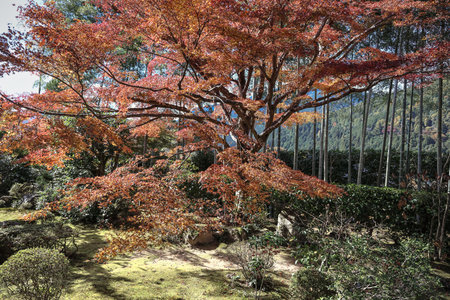 Peaceful Japanese temple garden with vibrant fall foliage Nov 23 2025のeditorial素材