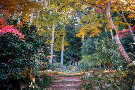Peaceful Japanese temple garden with moss and seasonal beauty Nov 23 2025のeditorial素材