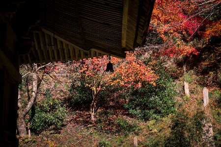 Peaceful Buddhist temple with traditional Japanese architecture Nov 23 2025のeditorial素材
