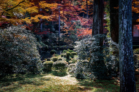 Serene Maple Garden with Moss and Stone Lanterns in Kyoto Nov 23 2025のeditorial素材