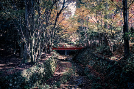 Scenic Red Bridge Framed by Vibrant Autumn Maple Leaves Nov 23 2025のeditorial素材