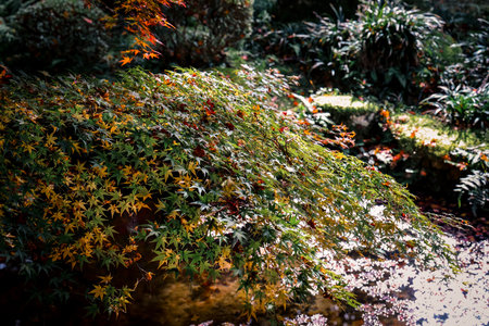 Peaceful Meditation Amid Maple Trees in Autumn Temple