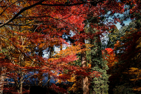 Traditional Zen Garden Design with Moss and Maple Trees Nov 23 2025のeditorial素材