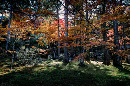Serene Maple Garden with Moss and Stone Lanterns in Kyoto Nov 23 2025のeditorial素材