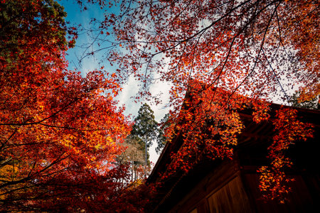 Bright Maple Leaves Contrast with Dark Wooden Temple Wall Nov 23 2025のeditorial素材