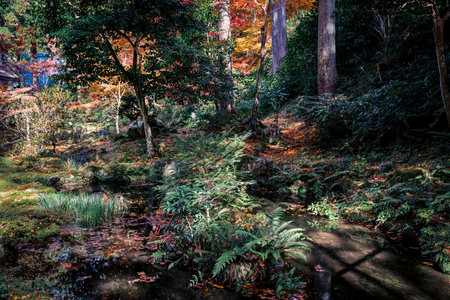 Serene Pond Surrounded by Maple Trees in Kyoto Temple Garden Nov 23 2025のeditorial素材