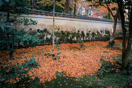 Serene Maple Garden with Moss and Stone Lanterns in Kyoto Nov 23 2025のeditorial素材