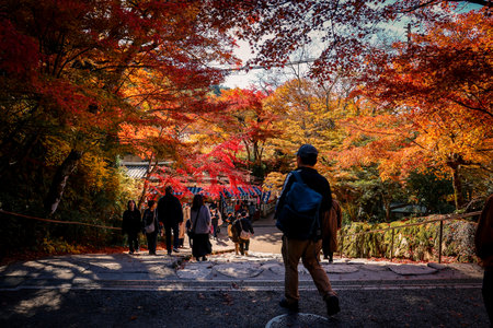 Autumn Maple Canopy Path Leading to Sanzen in Temple Nov 23 2025