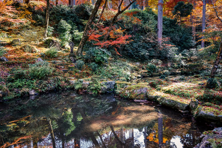 Serene Pond Surrounded by Maple Trees in Kyoto Temple Garden Nov 23 2025のeditorial素材