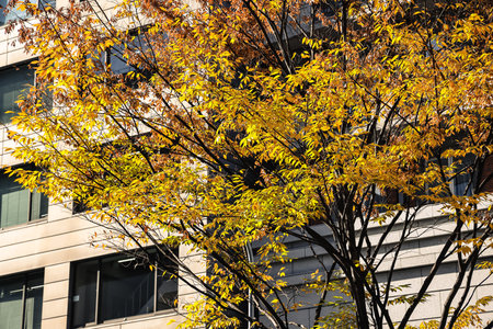 Vibrant yellow foliage brightening Kyoto urban intersection in fall Nov 29 2025のeditorial素材