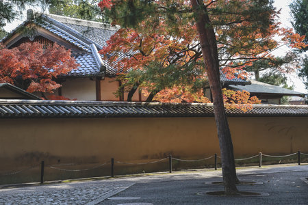 Picturesque Seasonal Walkway Framed by Vibrant Red Leaves Nov 24 2025のeditorial素材