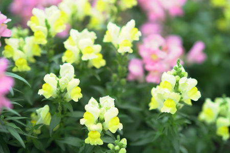 Delicate pink flowers create peaceful spring atmosphere with greenery