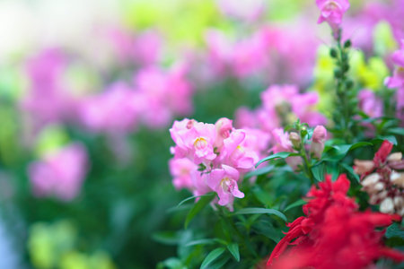 Delicate pink flowers create peaceful spring atmosphere with greeneryの写真素材