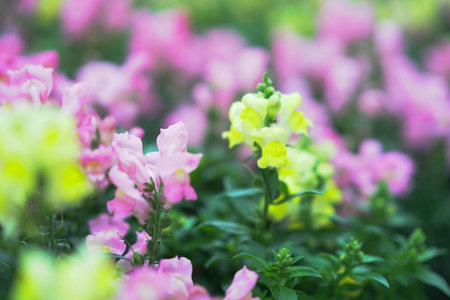 Delicate pink flowers create peaceful spring atmosphere with greeneryの写真素材
