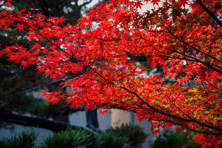 Historic Zen Temple Surrounded by Vibrant Autumn Maple Trees