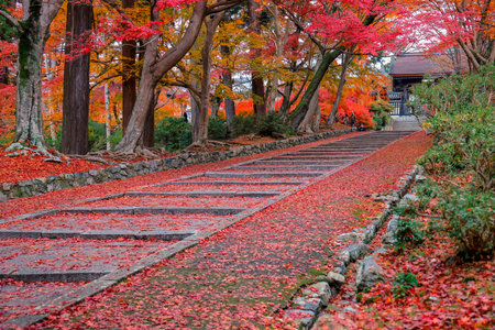 stone pathway surrounded by vibrant autumn foliage in temple Nov 26 2025