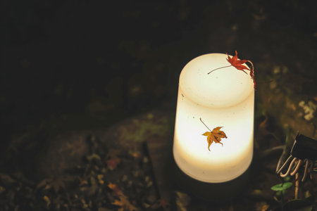 Illuminated garden light highlights maple leaves resting gently above Nov 26 2025