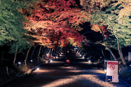 Illuminated temple pathway creating serene spiritual night atmosphere Nov 26 2025