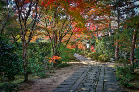 Picturesque Autumn Walkway Framed by Vibrant Seasonal Colors Nov 24 2025