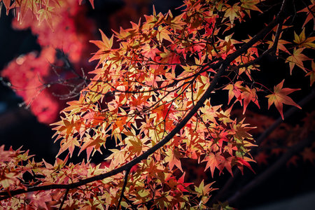 Stunning Autumn Colors Surrounding Historic Japanese Zen Temple Nov 24 2025の写真素材