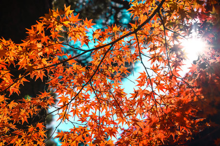 Stunning Autumn Colors Surrounding Historic Japanese Zen Temple Nov 24 2025