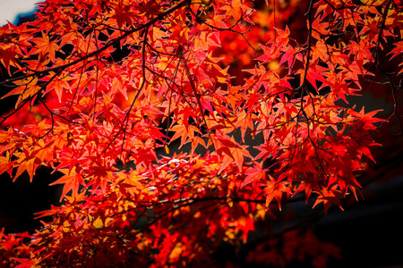 Stunning Autumn Colors Surrounding Historic Japanese Zen Temple Nov 24 2025