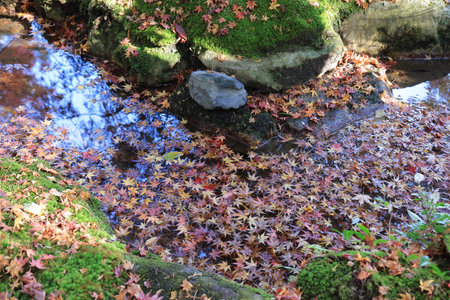 Scenic autumn river view with vibrant maple foliage in temple Nov 27 2025