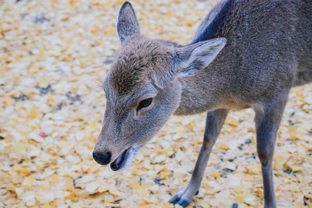 Wild Sika Deer in Scenic Nara Park Landscape Nov 27 2025の写真素材