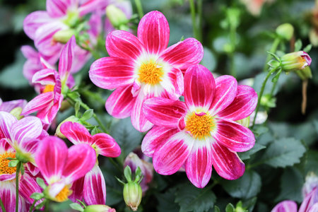 Colorful patterned blossoms rise among dense green garden foliage