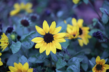 Tall bright blossoms rise strongly above leafy green surroundings