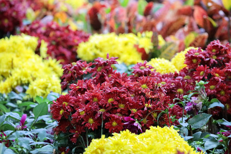 Dense floral groups create bold contrasting colors across foliage