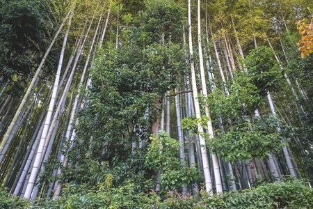 Vertical bamboo stalks create layered forest texture in Kyoto Nov 24 2025