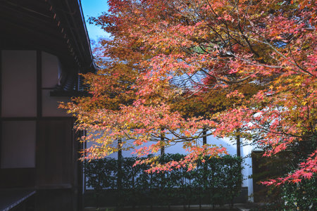 the Autumn Foliage Highlighting Japanese Seasonal Beauty Nov 24 2025