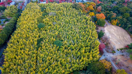 Aerial shot revealing winding paths through bamboo grove NOV 28 2025