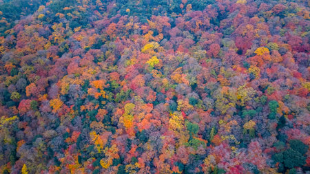 An aerial panorama of a dense autumn forest. Reds,の写真素材