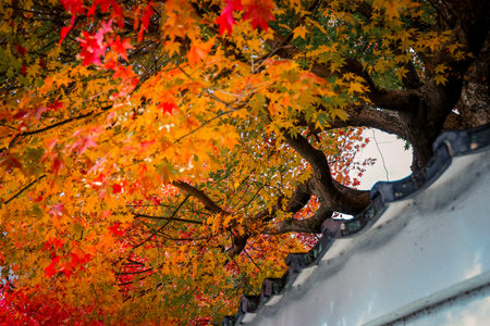 Autumn Walkway Framed by Vibrant Seasonal Colors Nov 24 2025