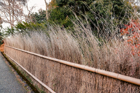 A tranquil winter scene shows a reed fence lining a gravel path Nov 28 2025
