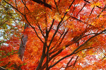 autumn at a traditional Japanese garden in Kyoto, Japan