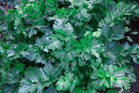 Bright green serrated leaves flourish together in natural soil March 7 2026