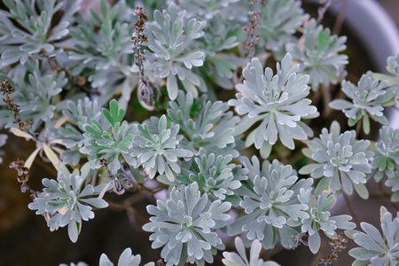 Soft matte leaves create intricate patterns in bright daylight March 7 2026