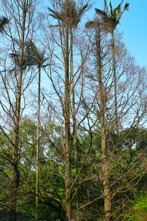 Bare branches rise above lush greenery under bright daylight March 7 2026