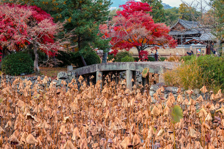 Serene temple garden view featuring dry lotus pond in Arashiyama Nov 28 2025