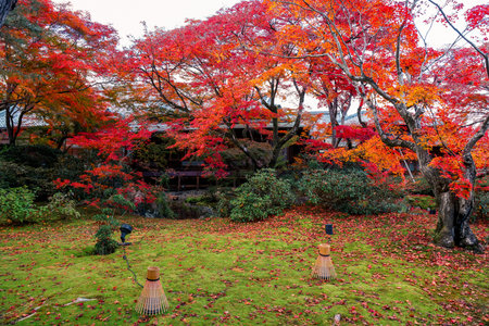 Autumn foliage in serene Hogon in Temple garden Kyoto Nov 28 2025のeditorial素材